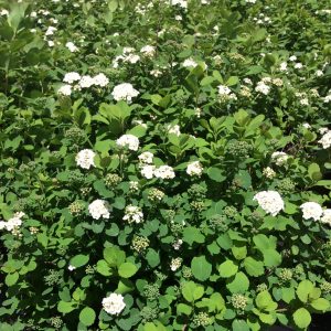 Spiraea betulifolia 'Tor'