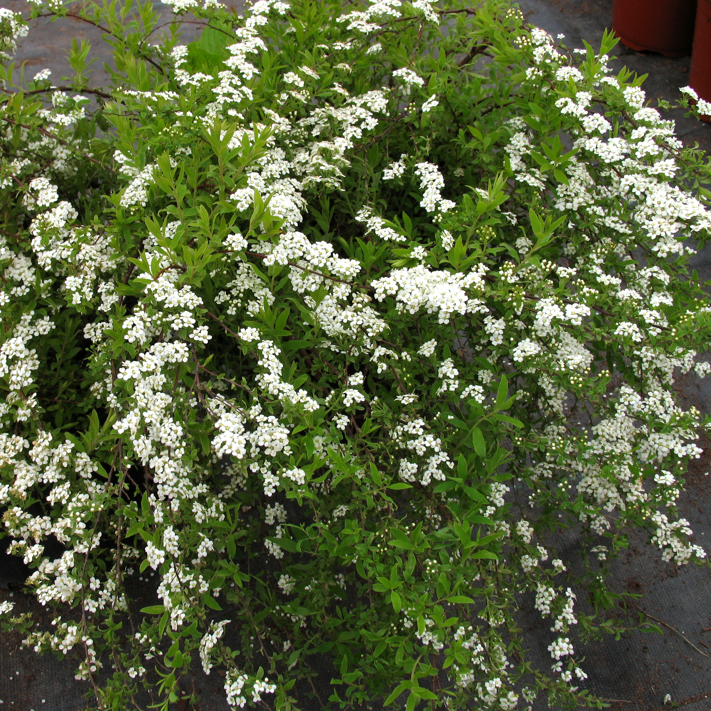 Spiraea cinerea 'Grefsheim'