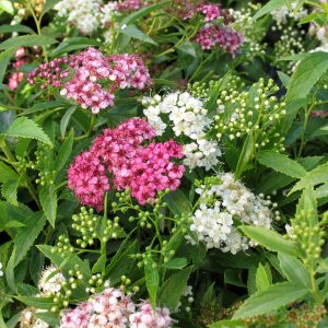 Spiraea japonica 'Shirobana'