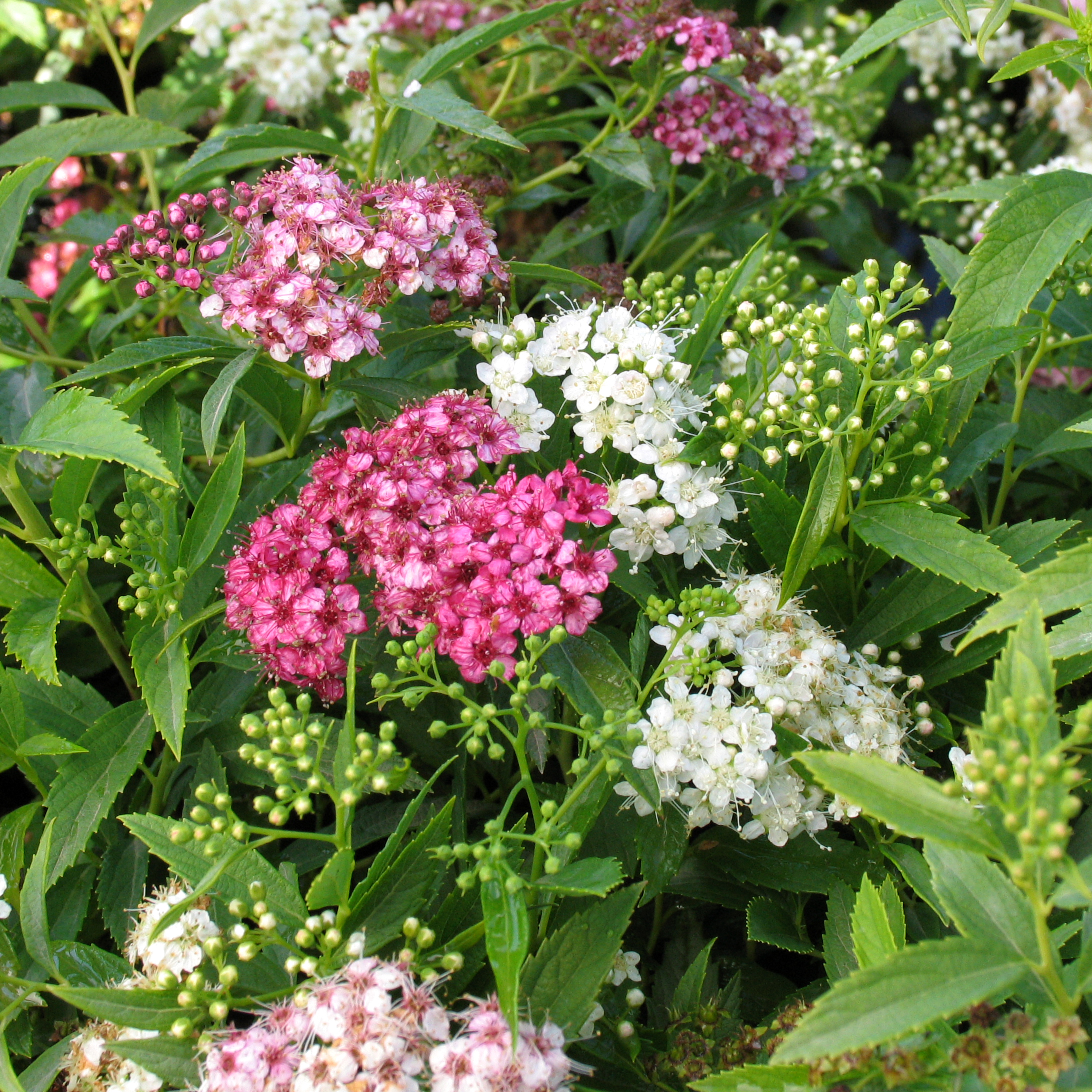 Spiraea japonica 'Shirobana'