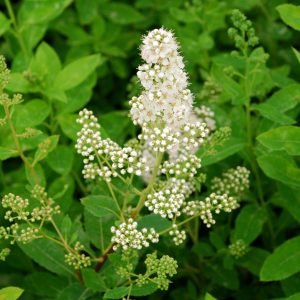 Spiraea latifolia