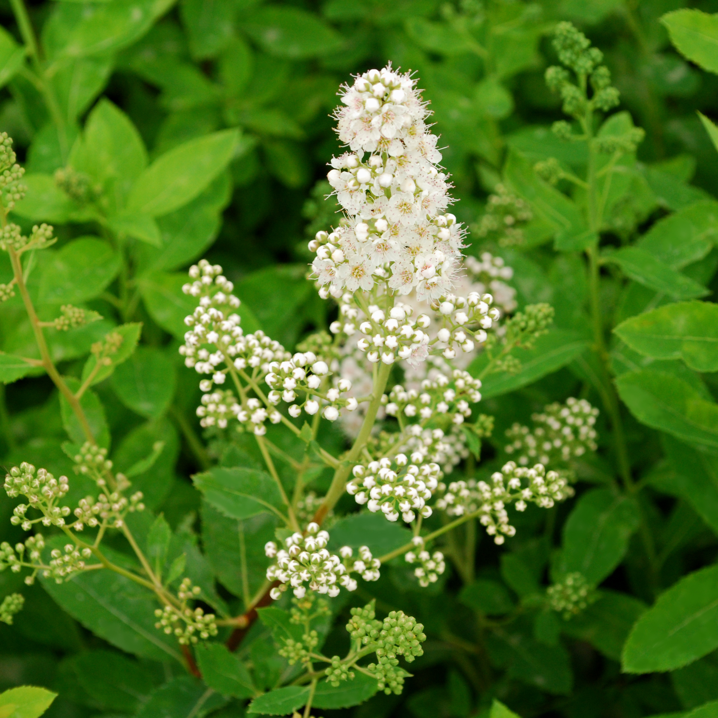 Spiraea latifolia