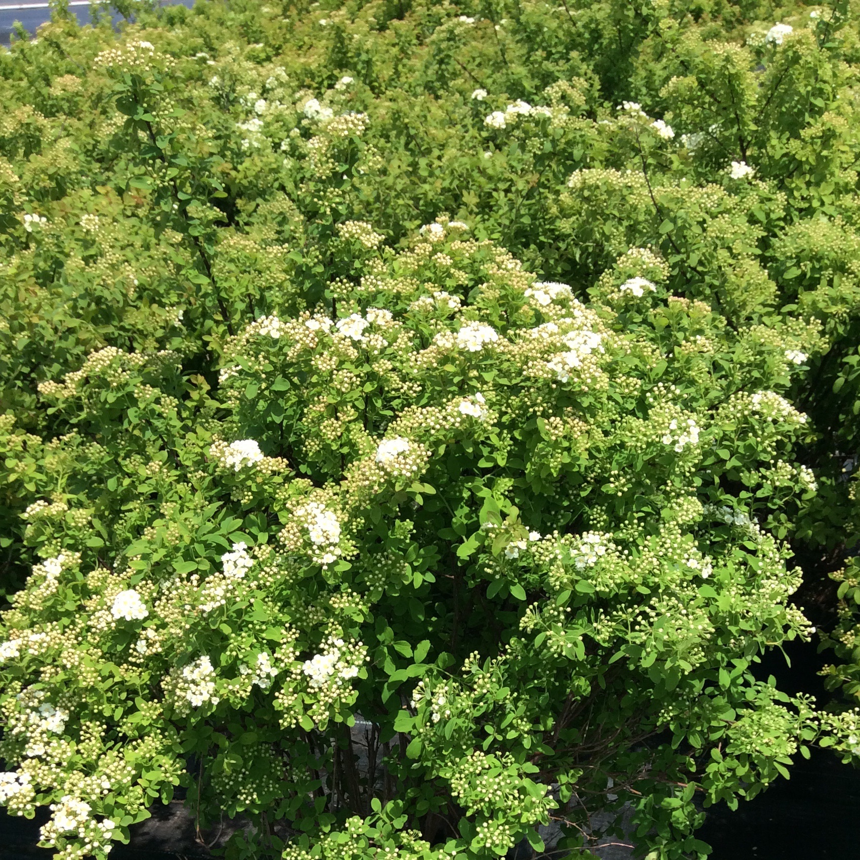 Spiraea nipponica 'Halward's Silver'