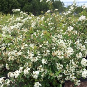 Spiraea vanhouttei 'Renaissance'