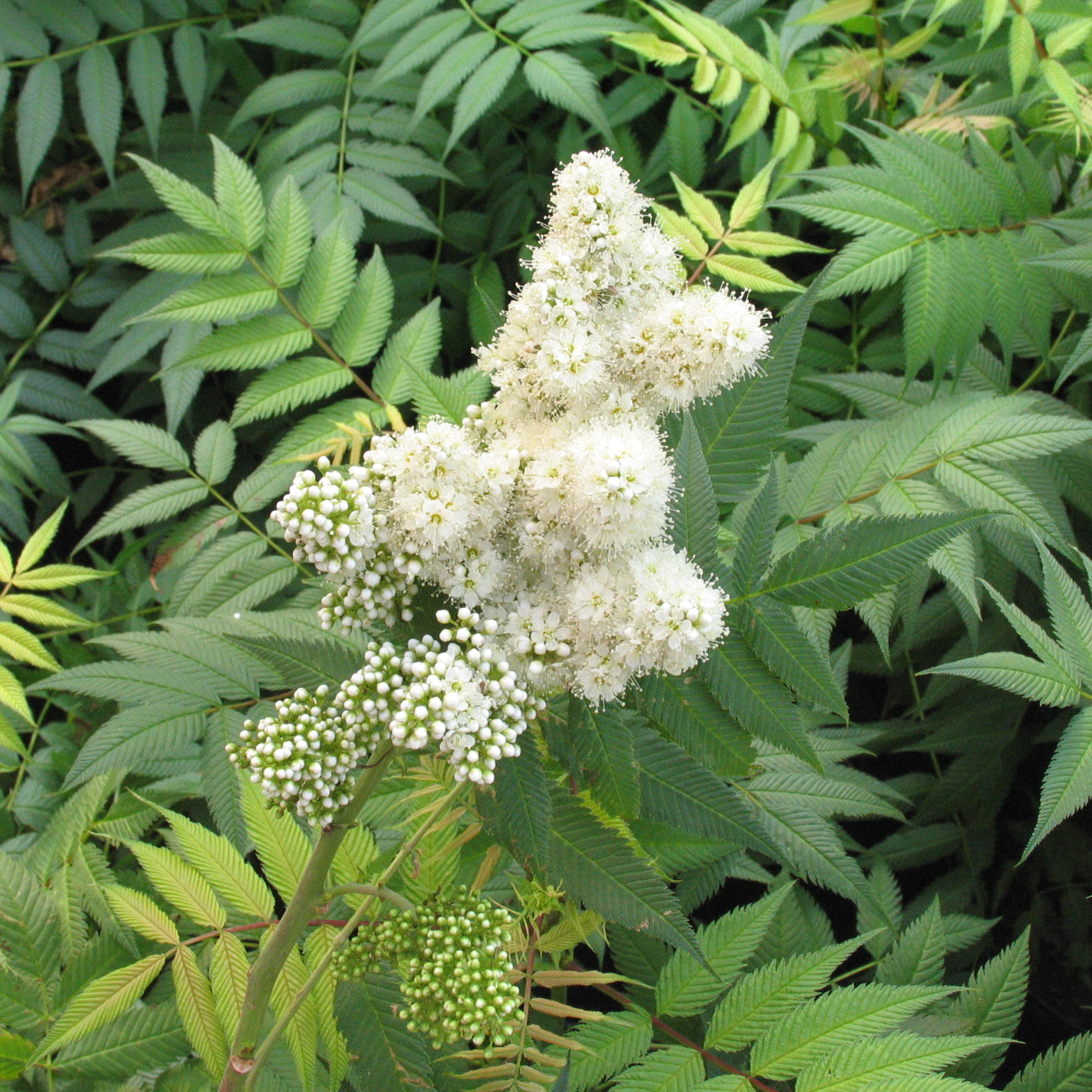 Sorbaria sorbifolia