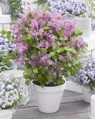 Syringa meyeri 'Flowerfesta Pink'