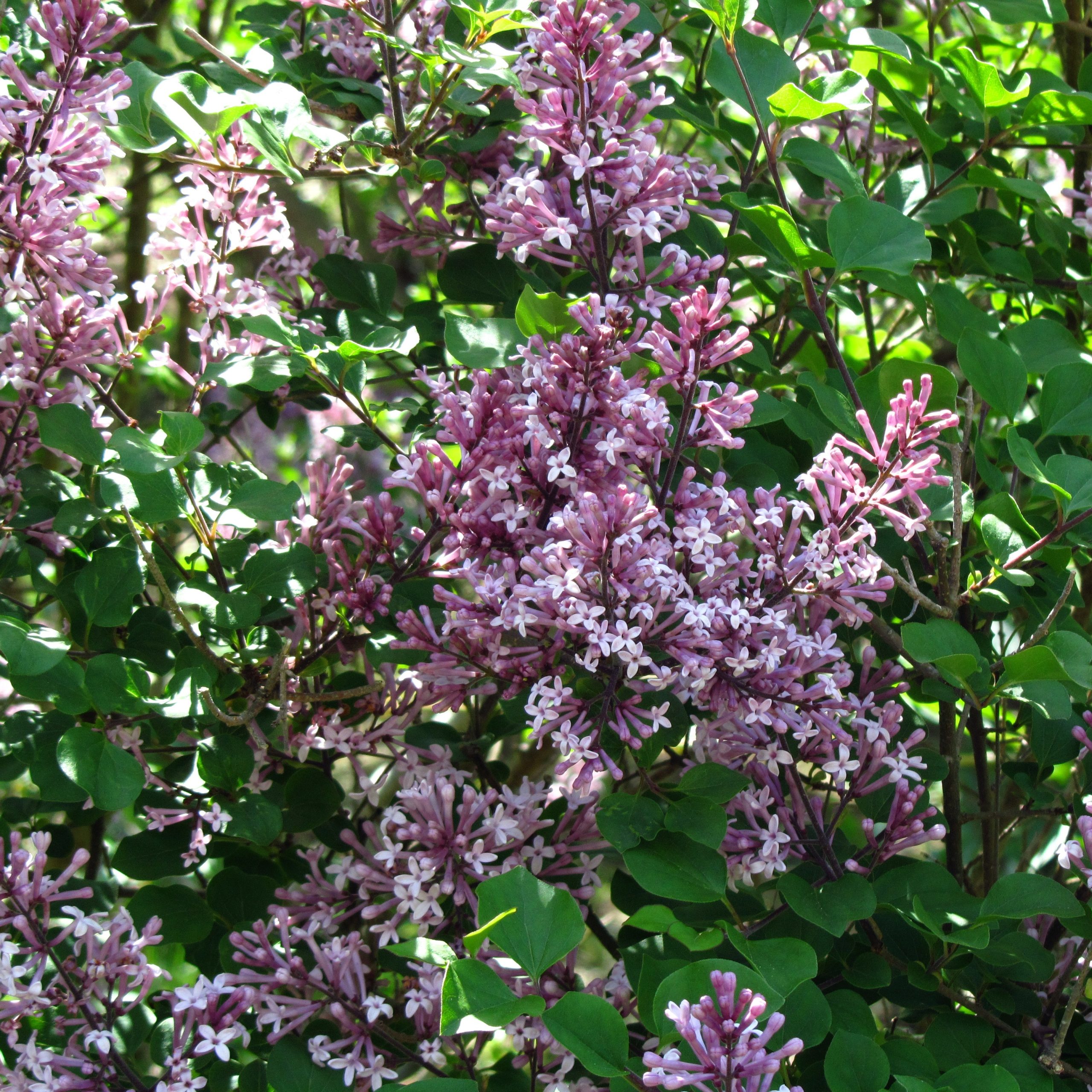Syringa meyeri 'Palibin'