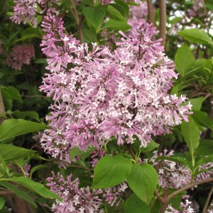 Syringa patula 'Miss Kim'