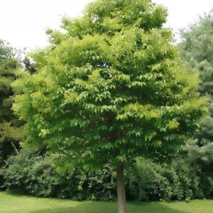 Syringa reticulata 'Ivory Silk'