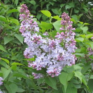 Syringa vulgaris