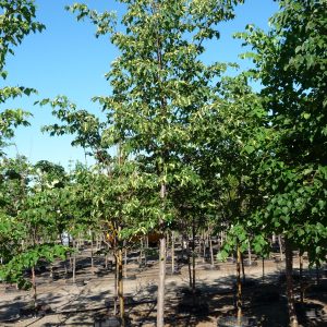 Tilia cordata
