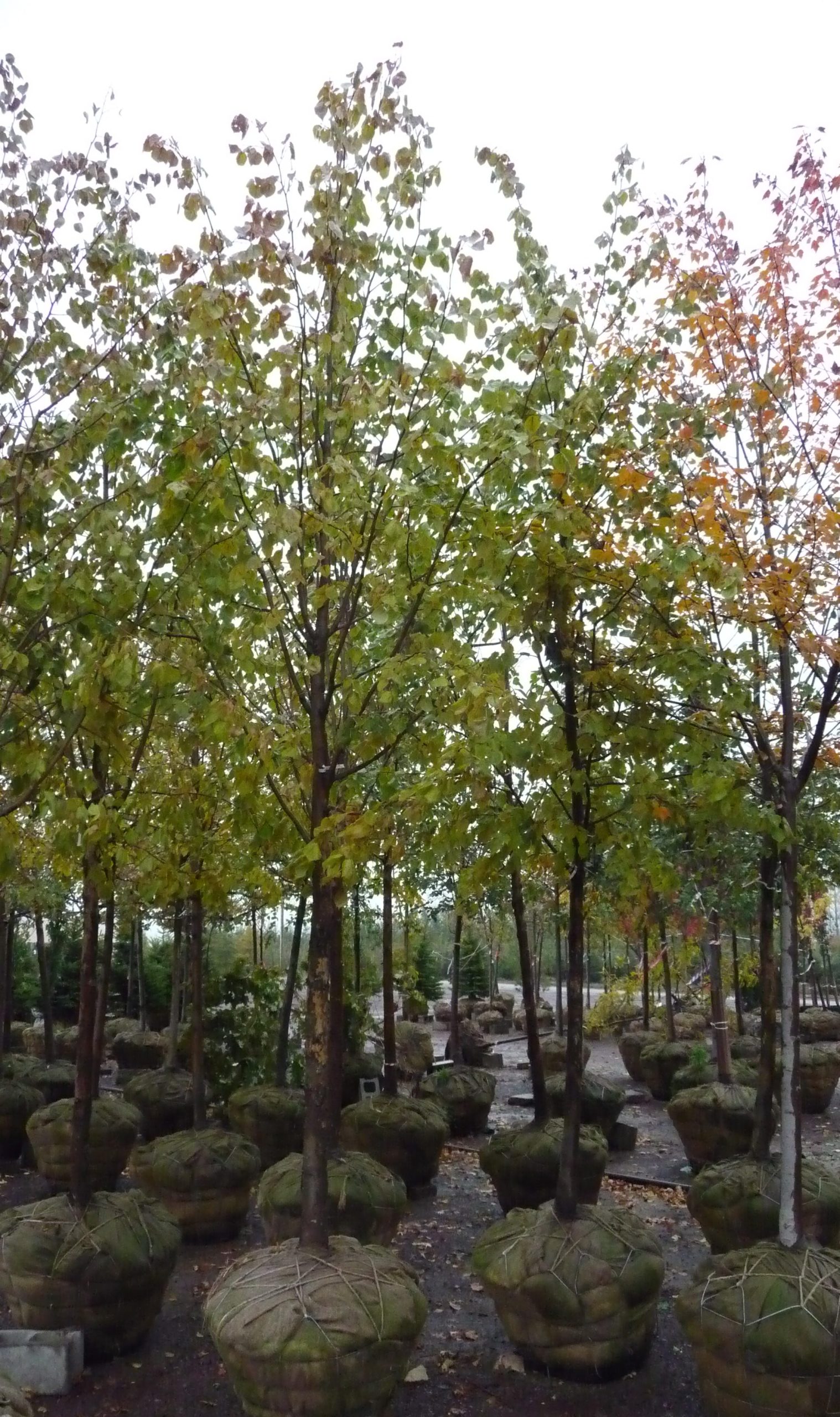 Tilia mongolica 'Harvest Gold'