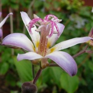 Tricyrtis 'Tojen'