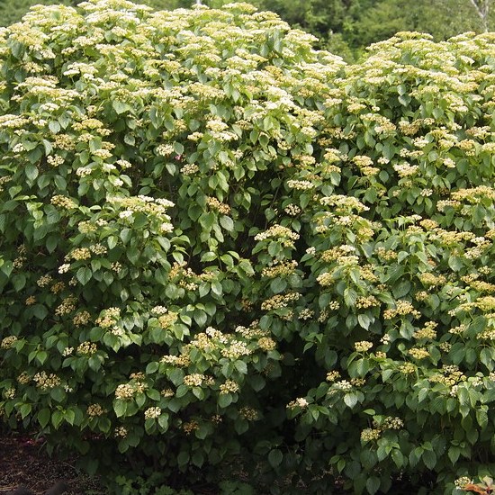Viburnum dentatum 'Autumn Jazz'