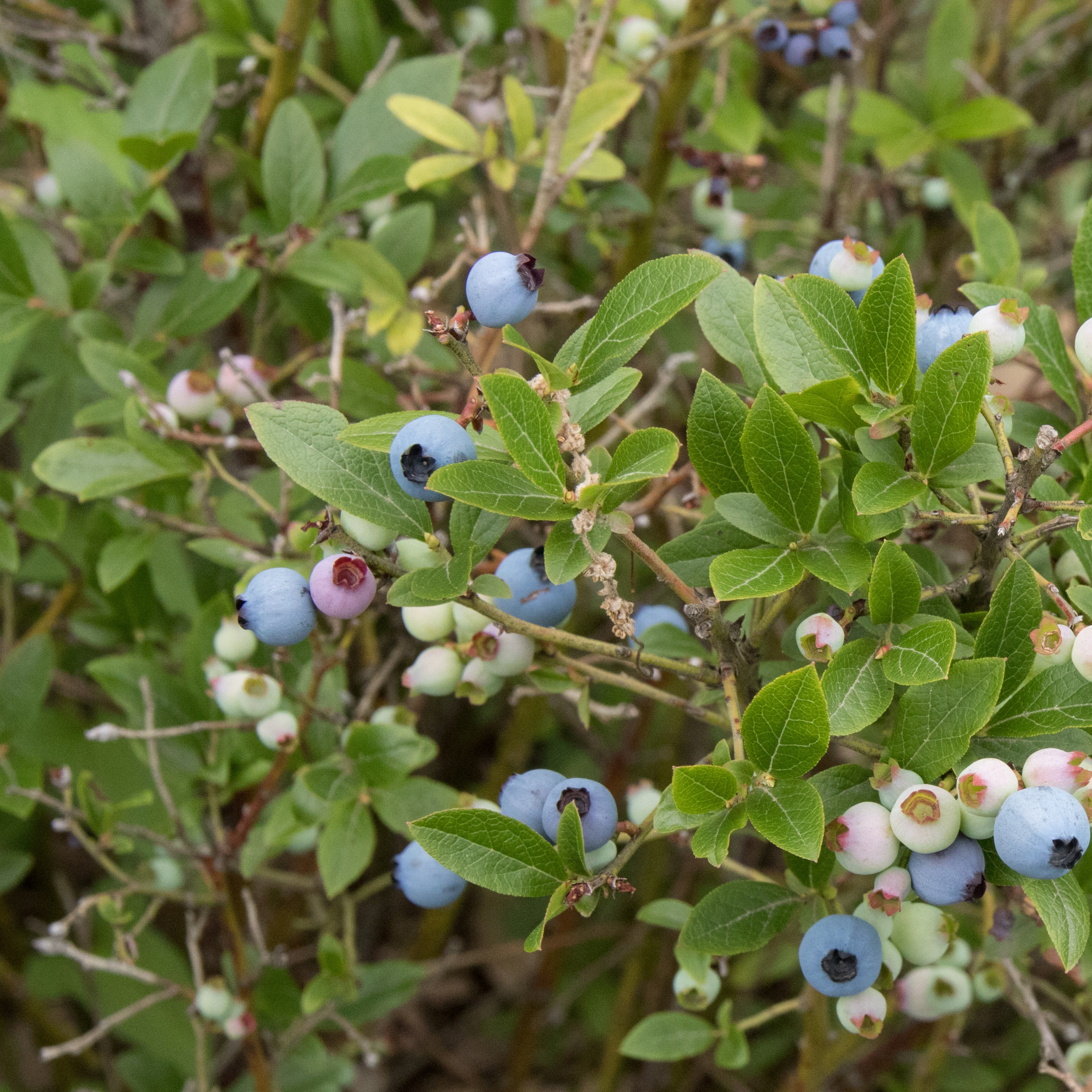 Bleuet nain