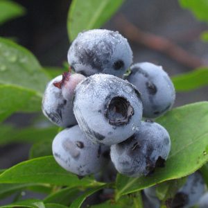 Vaccinium 'Blue Crop'