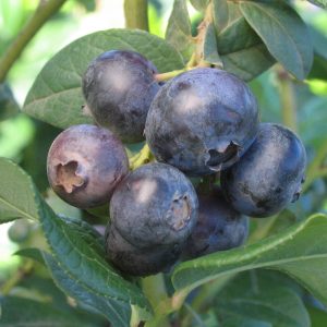 Vaccinium 'Chippewa'