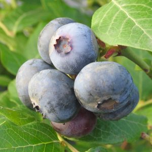 Vaccinium 'Northland'