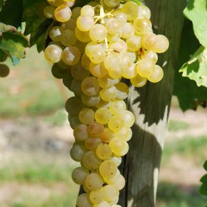 Vitis 'Osceola Muscat'