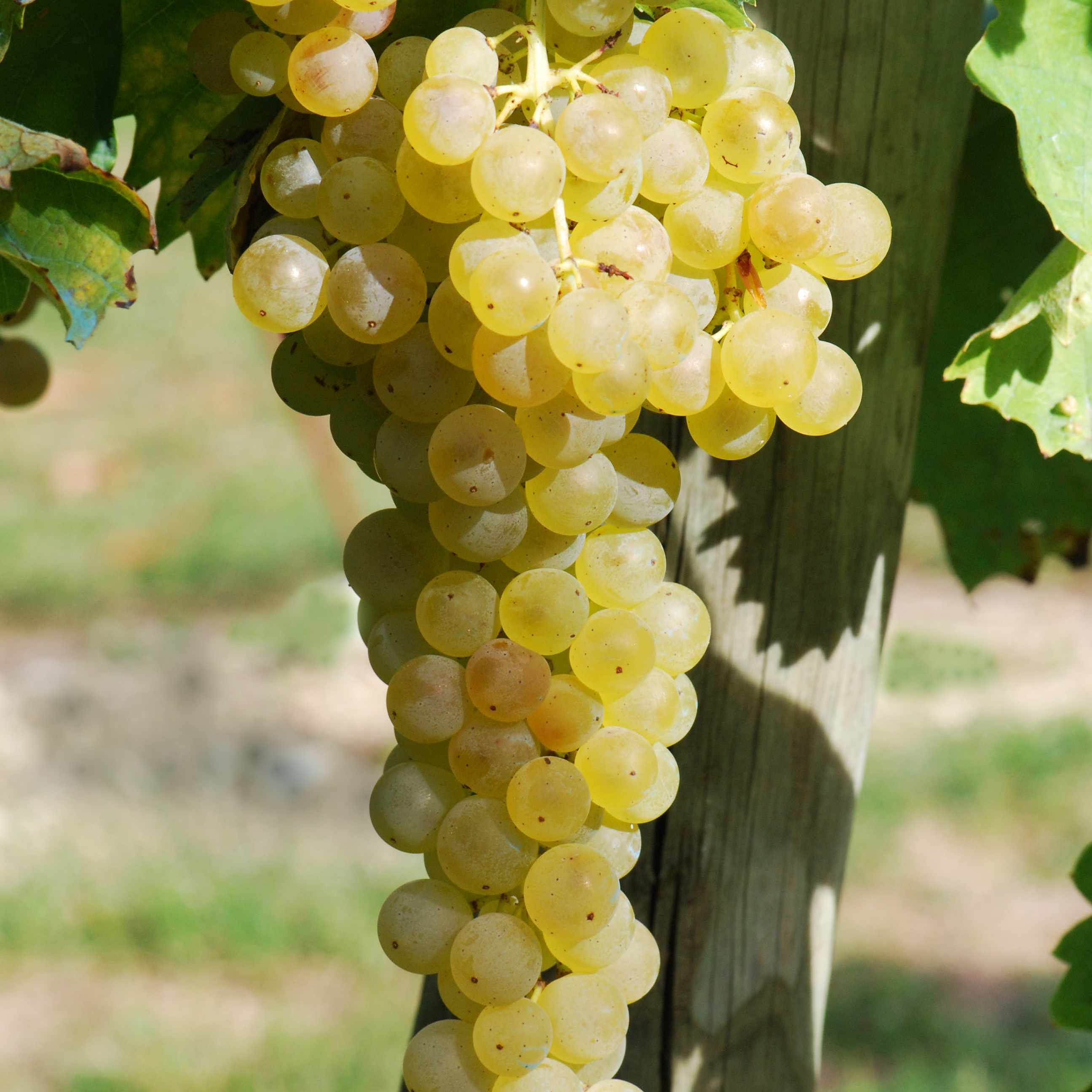 Vigne à raisin Osceola Muscat