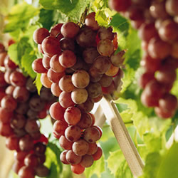 Vitis 'Suffolk'