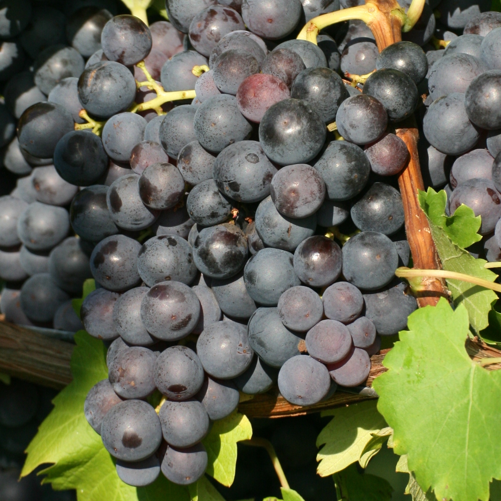 Vitis 'Trollhaugen'