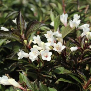 Weigela 'Black and White'