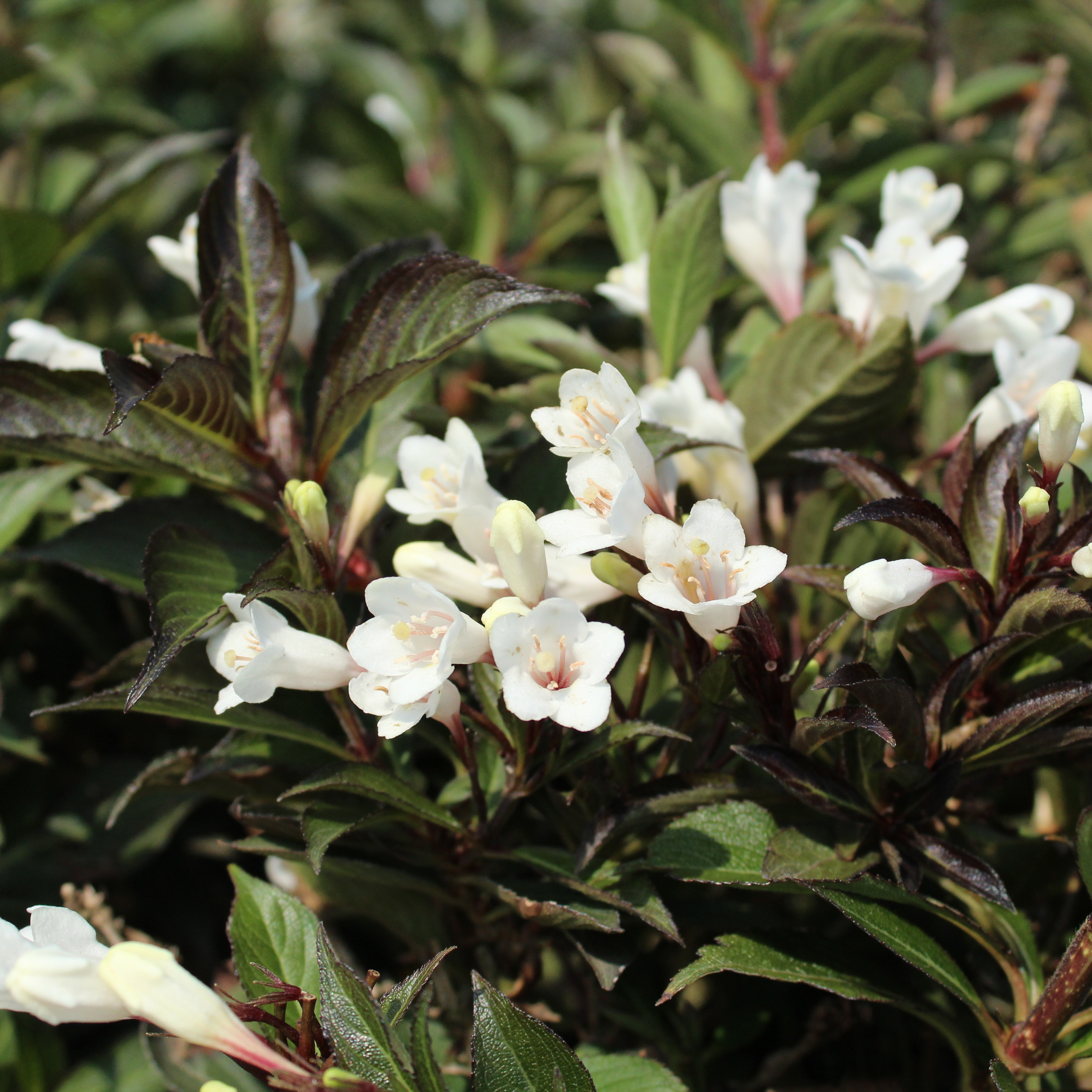 Weigelia Black and White