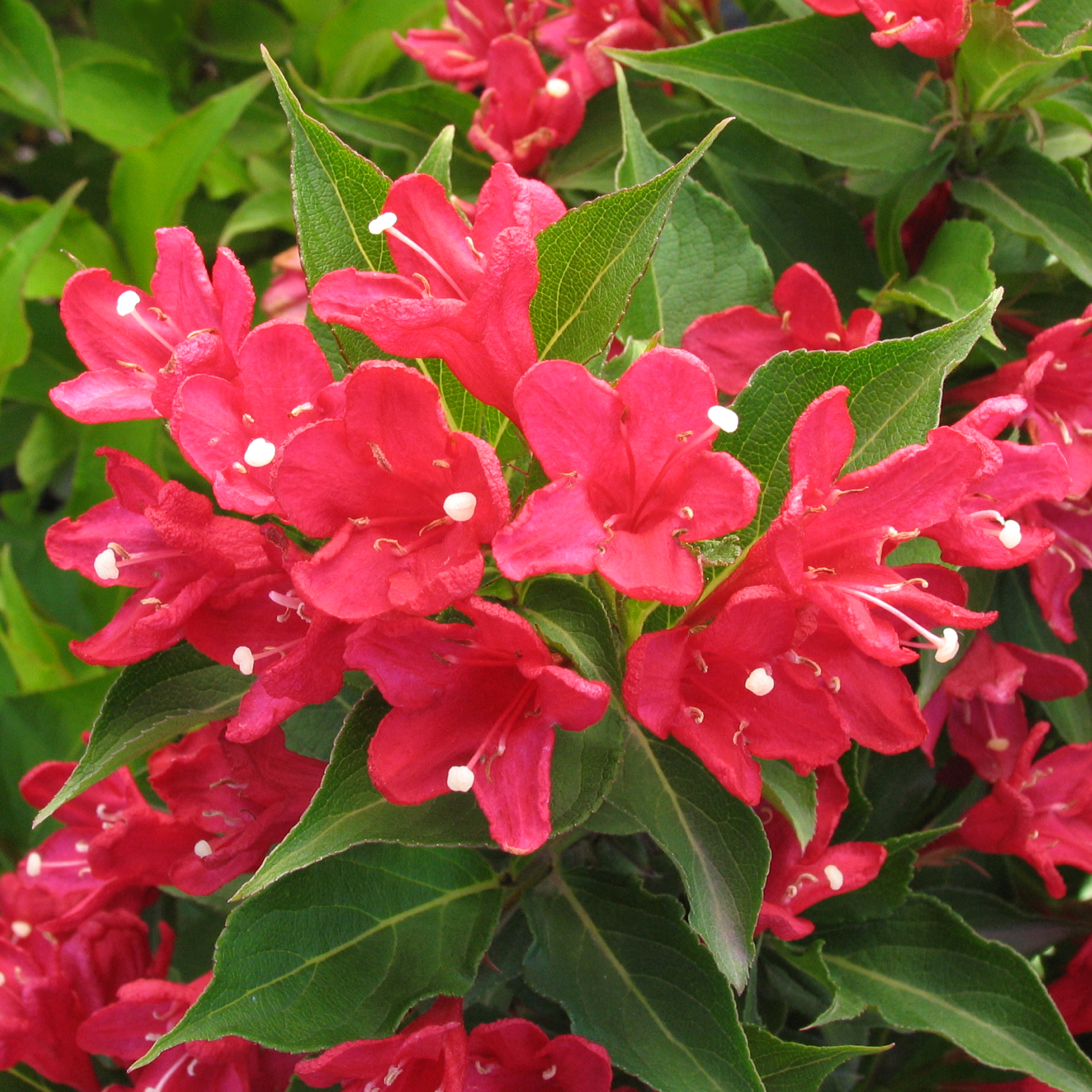 Weigela florida 'Red Prince'