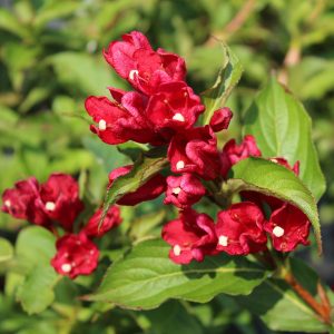 Weigela florida 'Sonic Bloom Red'