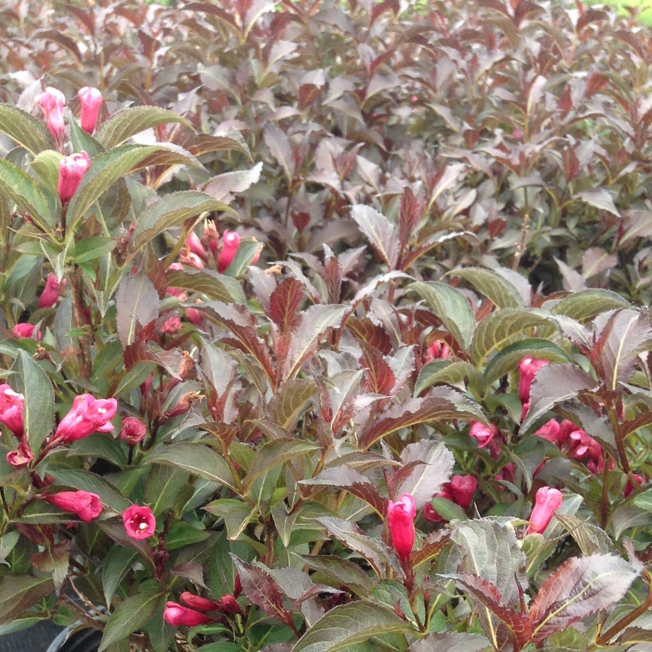 Weigela florida 'Shining Sensation '
