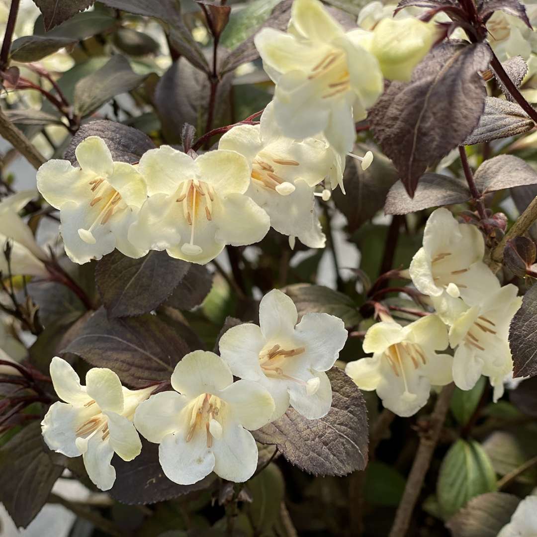 Weigela 'Wine and Spirits'