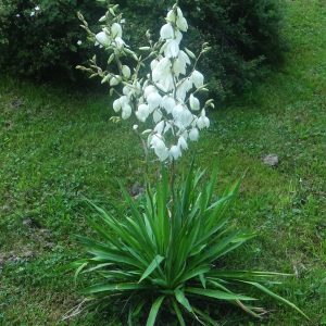 Yucca filamentosa