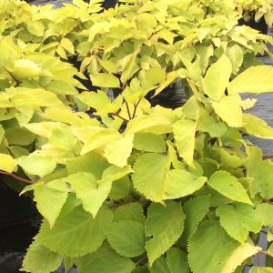 Aralia 'Sun King'