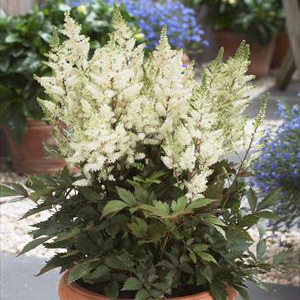 Astilbe arendsii 'Younique White'