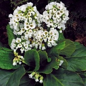 Bergenia cordifolia 'Snowtime'