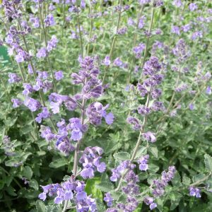 Calamintha nepeta 'Marvelette Blue'