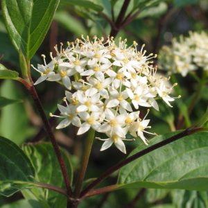 Cornus stolonifera