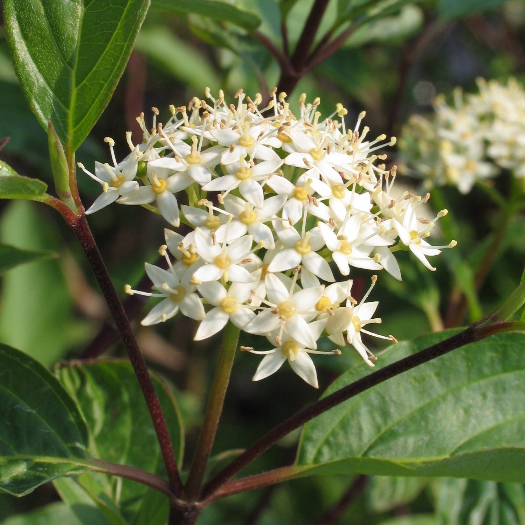 Cornus stolonifera