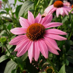 Echinacea purpurea 'Magnus'