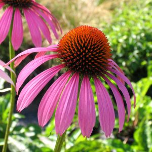 Echinacea purpurea 'Ruby Star'