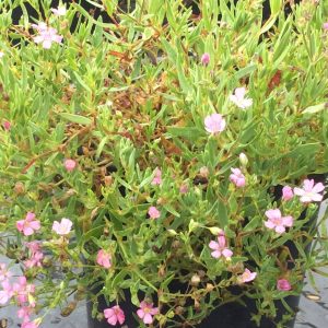 Gypsophila repens 'Filou Rose'