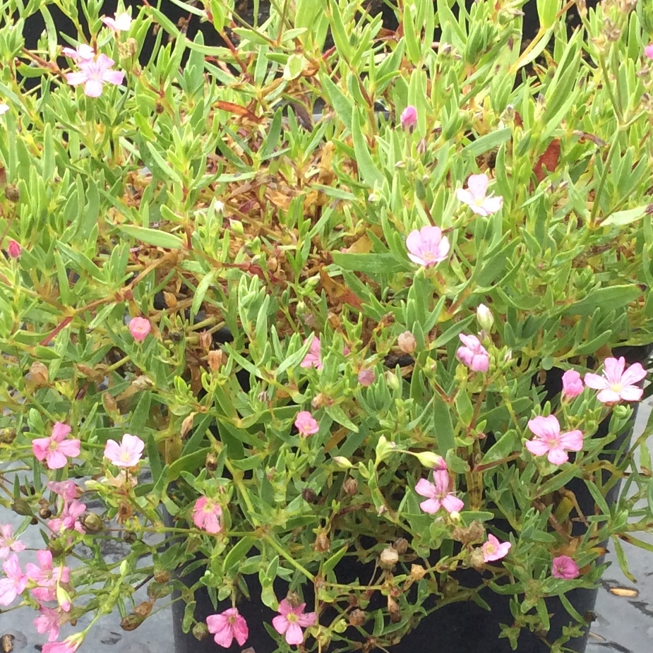 Gypsophila repens 'Filou Rose'