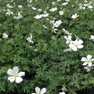 Geranium sanguineum 'Album'