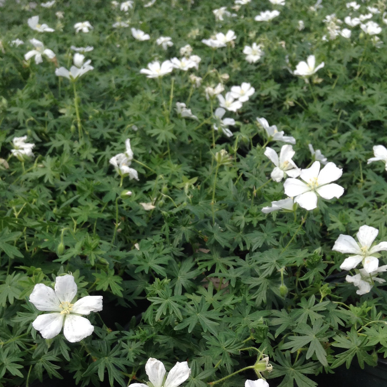 Geranium sanguineum 'Album'