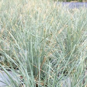 Helictotrichon sempervirens