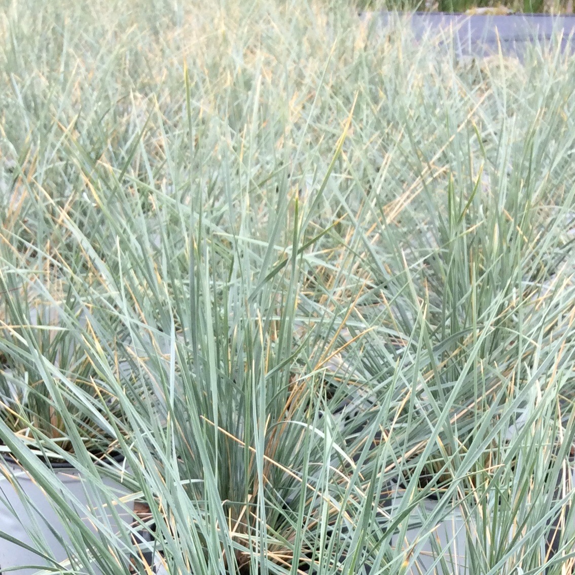 Helictotrichon sempervirens