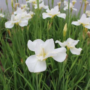 Iris sibirica 'Rimouski'