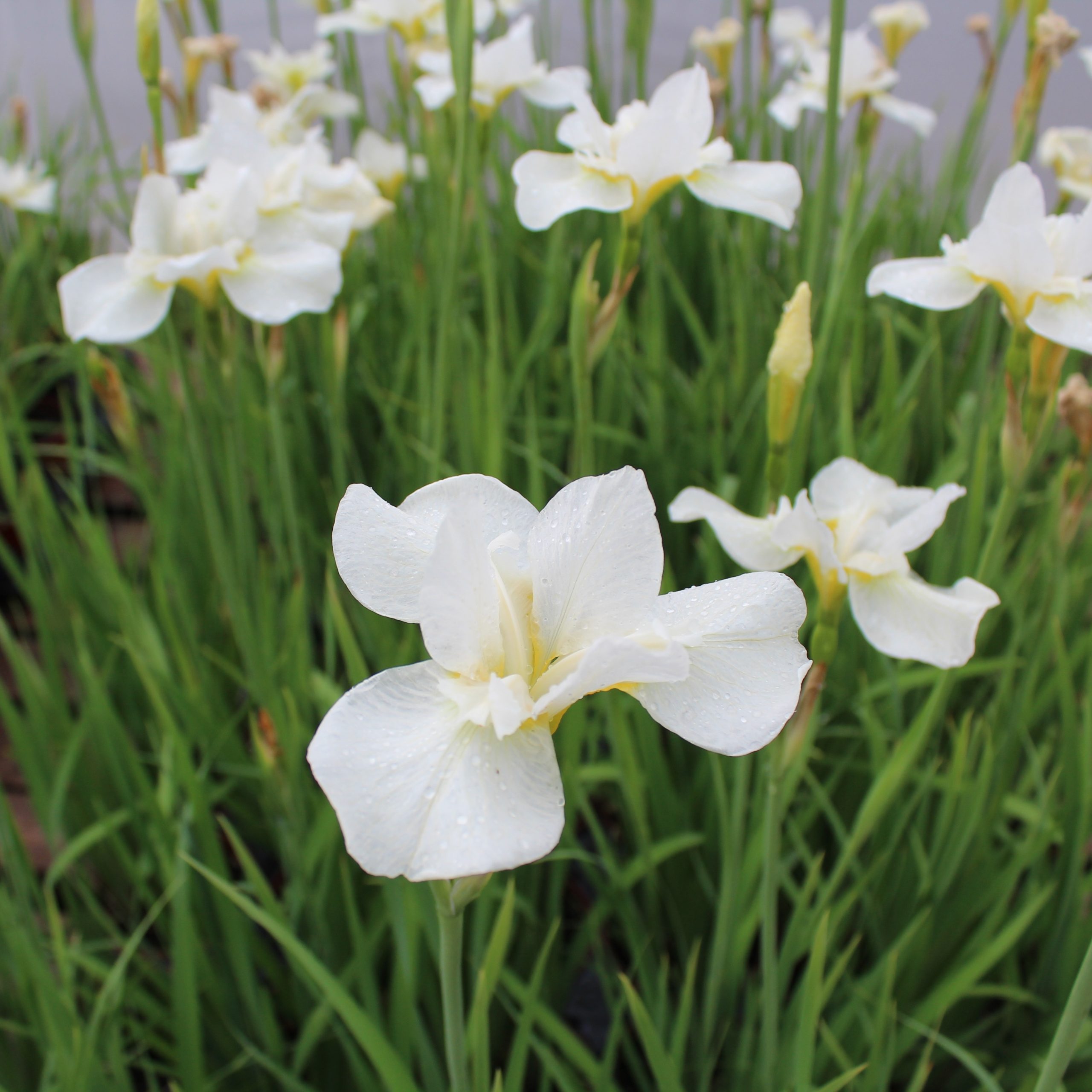 Iris sibirica 'Rimouski'