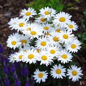 Leucanthemum superbum 'Dwarf Snow Lady'